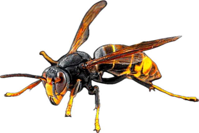 Asian hornet (Vespa velutina), an invasive species from Southeast Asia with yellow legs