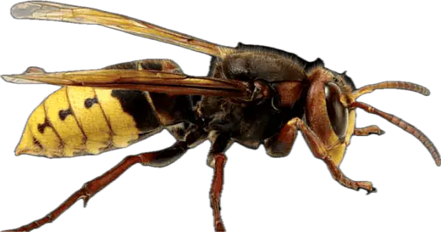 European hornet (Vespa crabro), Europe's largest native wasp
