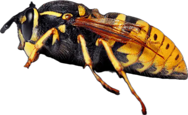 German wasp (Vespula germanica), a social paper wasp with a yellow-and-black abdomen