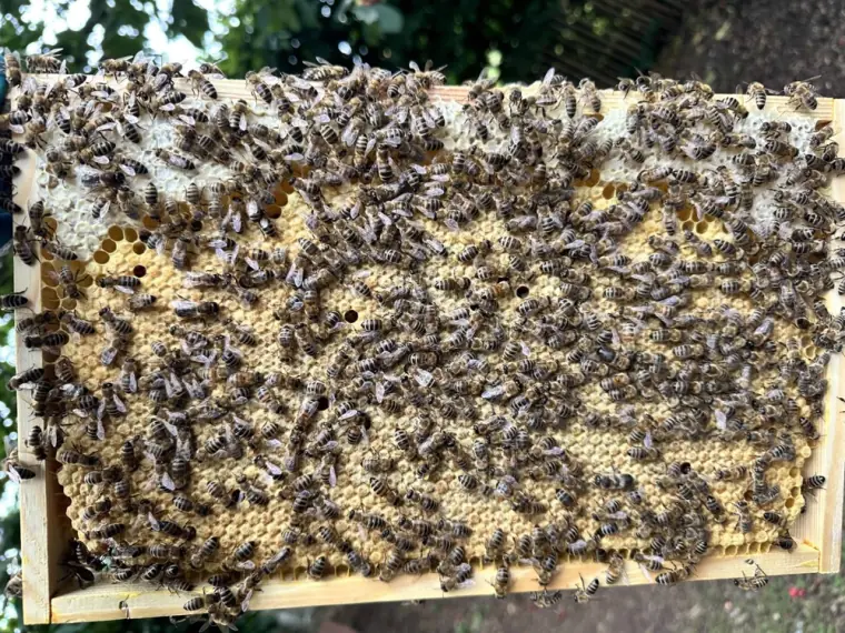 Brood frame full of honeybees on the brood and honey cells