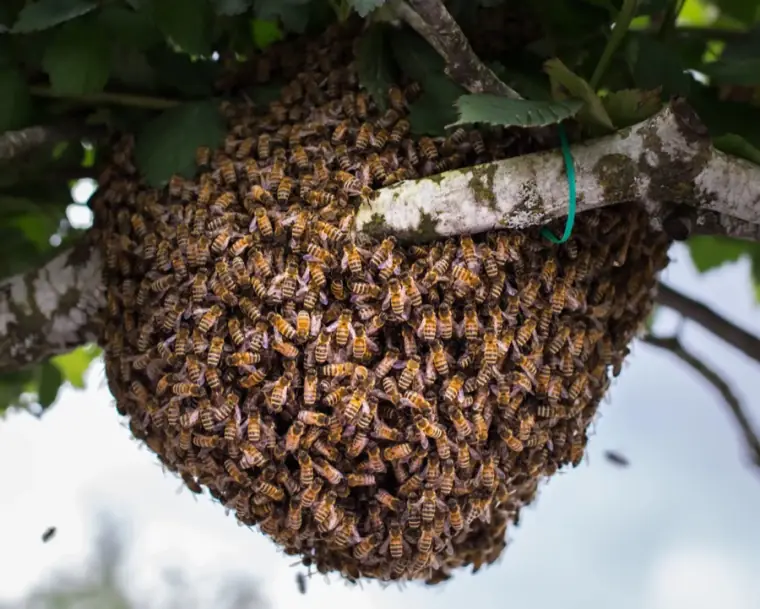 A bee swarm: thousands of honeybees clustered around their queen on a branch