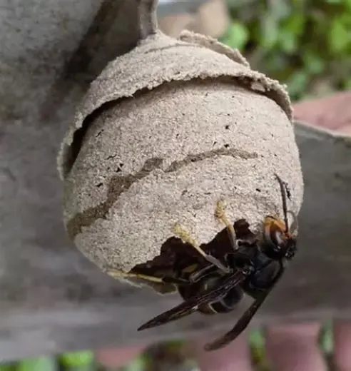 Hornet embryo nest: a small paper nest with only the queen inside