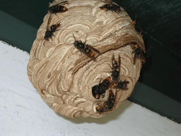 Primary hornet nest in a sheltered spot, with the entrance hole at the bottom