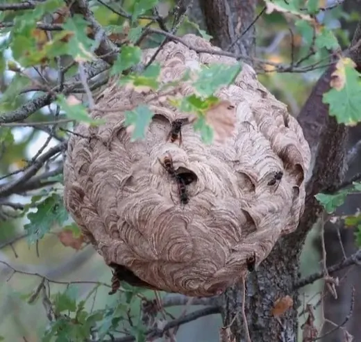 Large secondary hornet nest high in a tree, with the entrance hole on the side