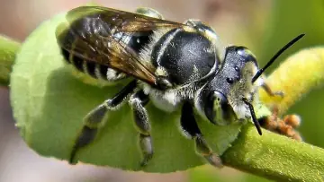 Leafcutter bee (Megachile), a solitary bee that nests in hollow stems and wood