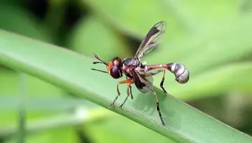 Thick-headed fly (Conopidae), a wasp-like fly that is harmless