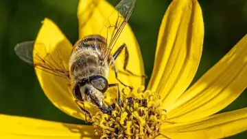 Drone fly (Eristalis), a hoverfly that looks like a honeybee but has no sting