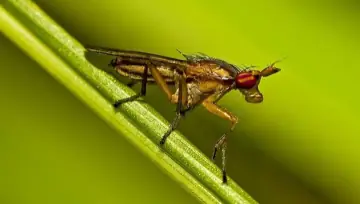 Dung fly (Scathophaga), a hairy yellow fly that hunts other insects on dung