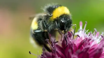 Bumblebee (Bombus), a social bee and important pollinator of flowers and crops