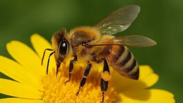 Honeybee (Apis mellifera), a social bee that makes honey and beeswax
