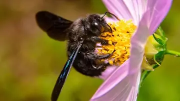 Carpenter bee (Xylocopa), a large blue-black bee that chews its nest into dead wood