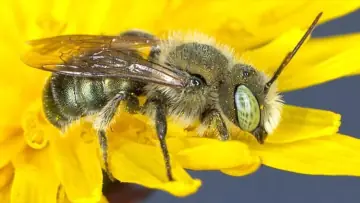 Mason bee (Osmia), a solitary bee that seals its nest cells with mud