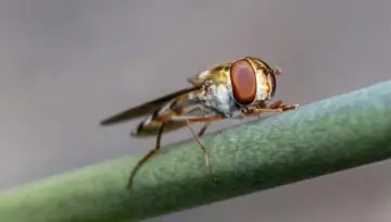 Marmalade hoverfly (Episyrphus balteatus), with moustache-shaped black bands