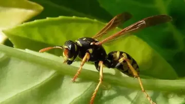 Paper wasp (Polistes), a social wasp with a small, open paper nest