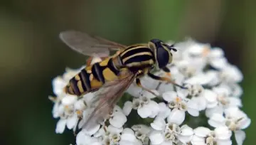Hoverfly (Syrphidae), a fly that hovers in mid-air and pollinates flowers
