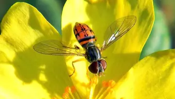 Hoverfly (Toxomerus), a small hoverfly with a yellow-and-black body